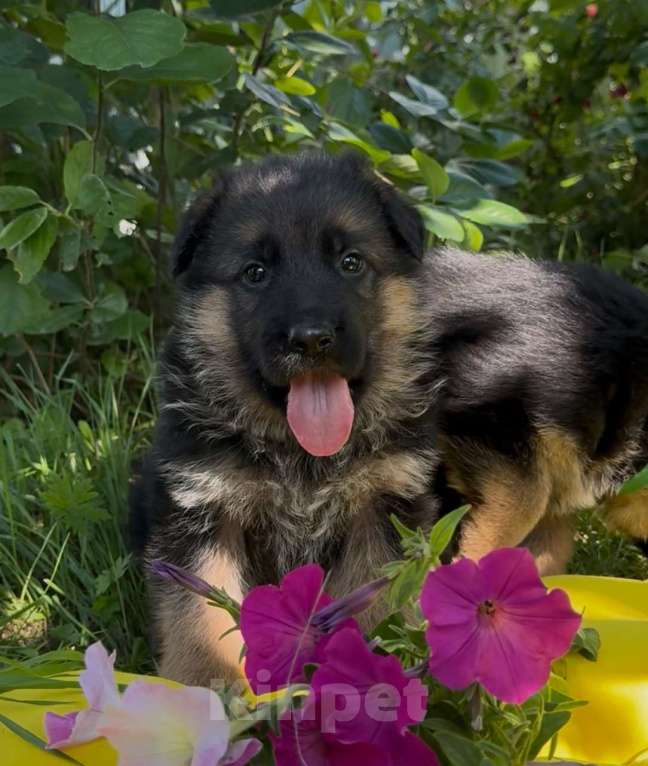 Собаки в Богдане: Щенки немецкой овчарки Мальчик, 50 000 руб. - фото 8