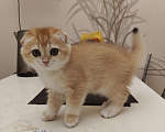 Кошки в Москве: Шотландские золотые котята Девочка, Бесплатно - фото 8