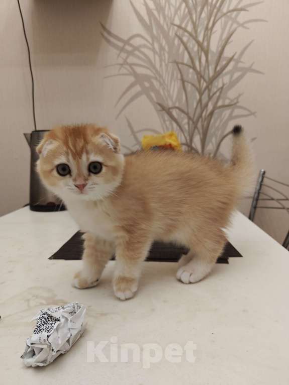 Кошки в Москве: Шотландские золотые котята Девочка, Бесплатно - фото 8