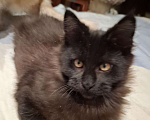 Кошки в Москве: Черный принц. Мальчик, 20 000 руб. - фото 4