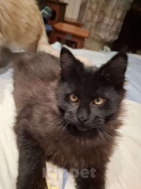 Кошки в Москве: Черный принц. Мальчик, 20 000 руб. - фото 4
