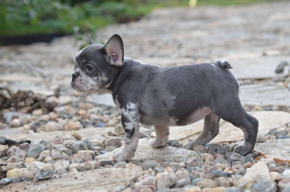 Собаки в Москве: Летние щенки Девочка, 65 000 руб. - фото 6