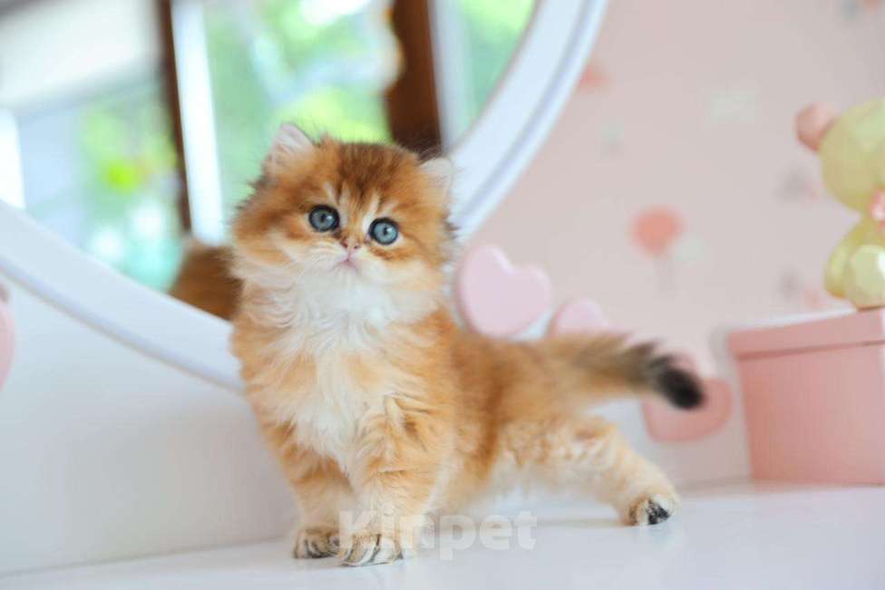 Кошки в Новосибирске: Paprika ny11 Девочка, 100 000 руб. - фото 2