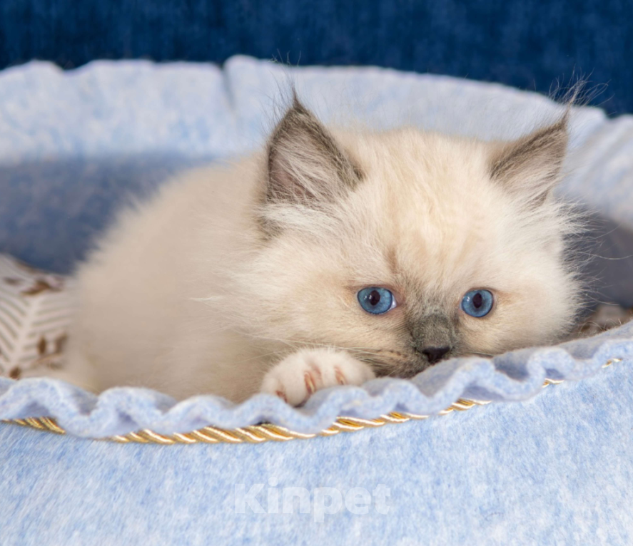 Кошки в Московском: котята рэгдолл Мальчик, Бесплатно - фото 9