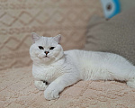 Кошки в Сочи: Шотландский кот Серебристая Шиншилла  Мальчик, 5 000 руб. - фото 4