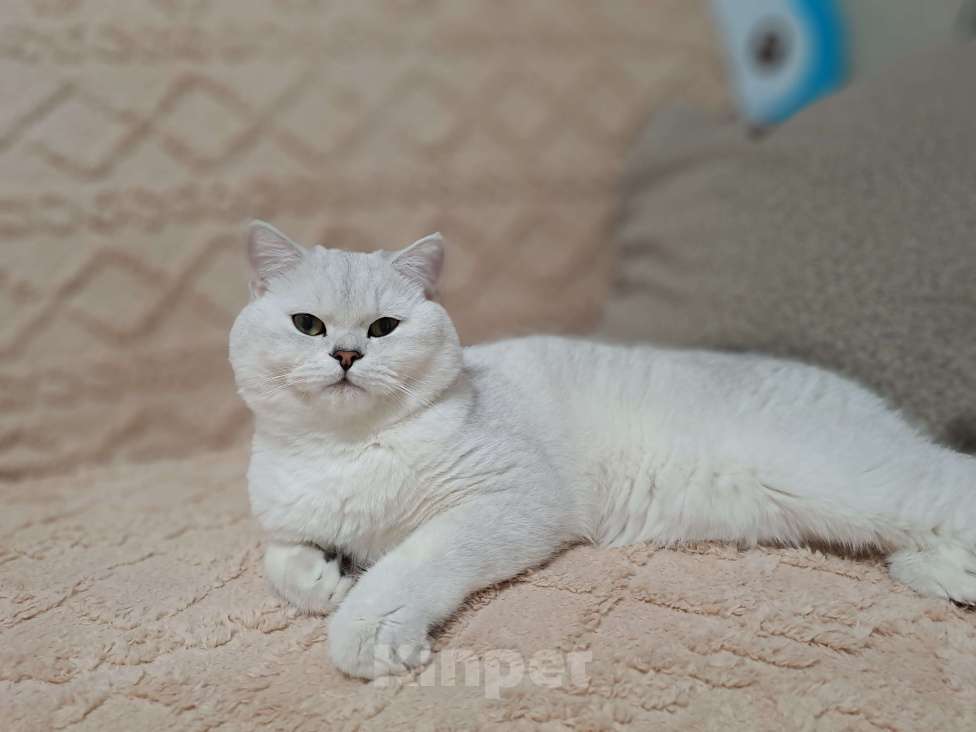 Кошки в Сочи: Шотландский кот Серебристая Шиншилла  Мальчик, 5 000 руб. - фото 4