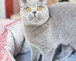 Кошки в Челябинске: Британская девочка Девочка, Бесплатно - фото 1
