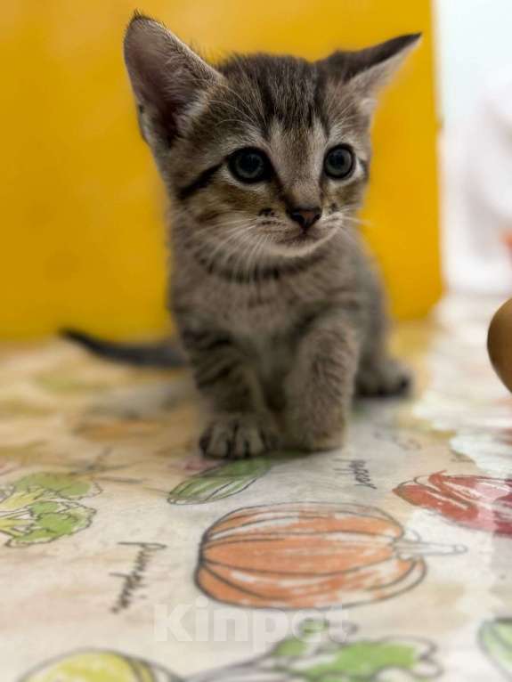 Кошки в Геленджике: Котенок в добрые руки Мальчик, Бесплатно - фото 3