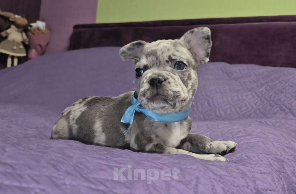 Собаки в Москве: Парнишка Мальчик, 65 000 руб. - фото 2