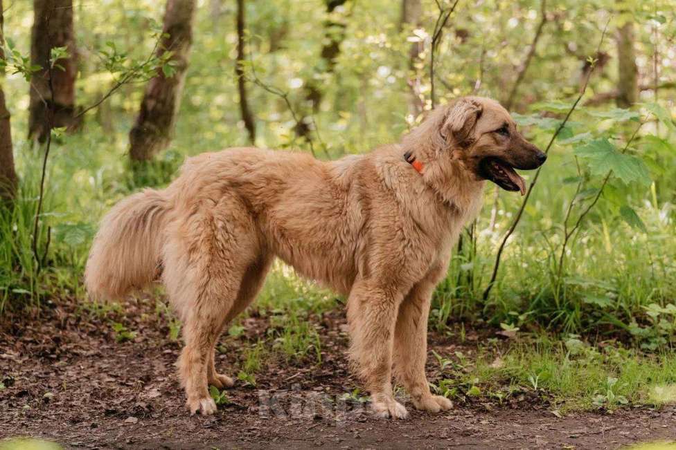 Собаки в Москве: Саймон ищет дом Мальчик, Бесплатно - фото 5