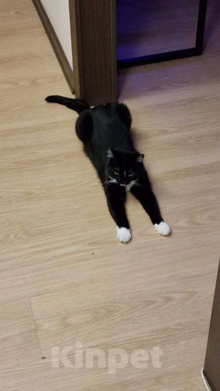 Кошки в Москве: Я кошечка Шошанна. И я классная. Девочка, Бесплатно - фото 4