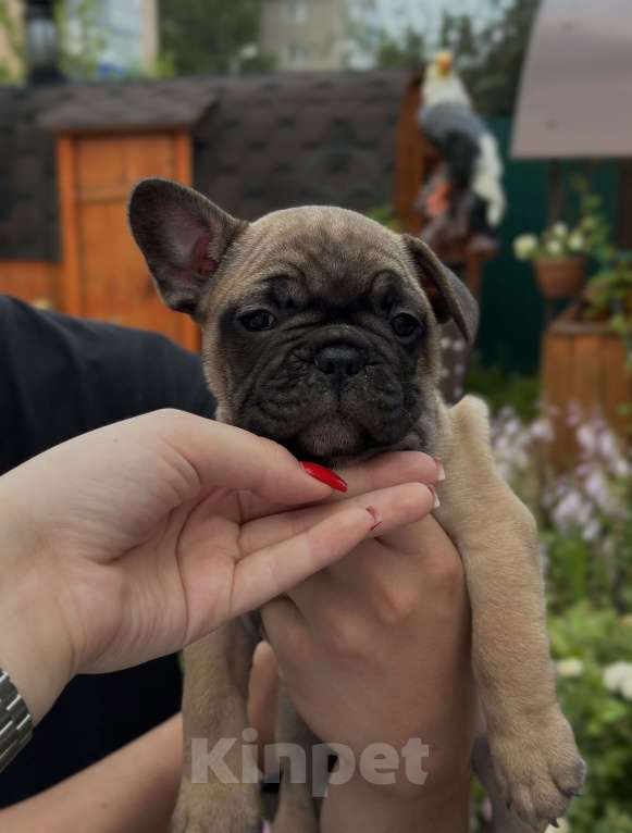 Собаки в Пензе: Французский бульдог щенок мальчик Мальчик, 30 000 руб. - фото 3