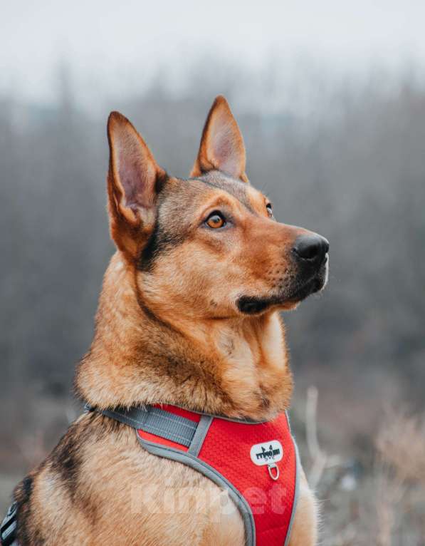 Собаки в Москве: Яшма - небольшая молодая контактная собачка из приюта в добрые руки  Девочка, Бесплатно - фото 4
