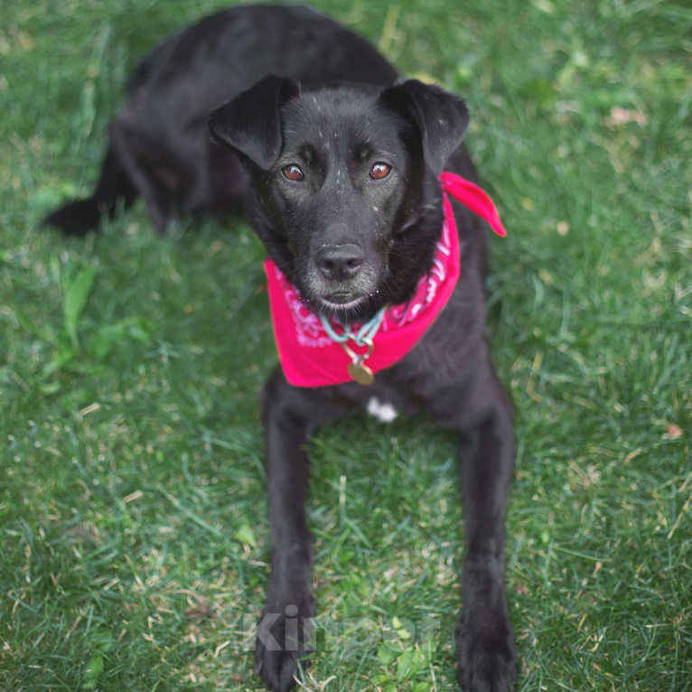 Собаки в Москве: Кола Девочка, Бесплатно - фото 2