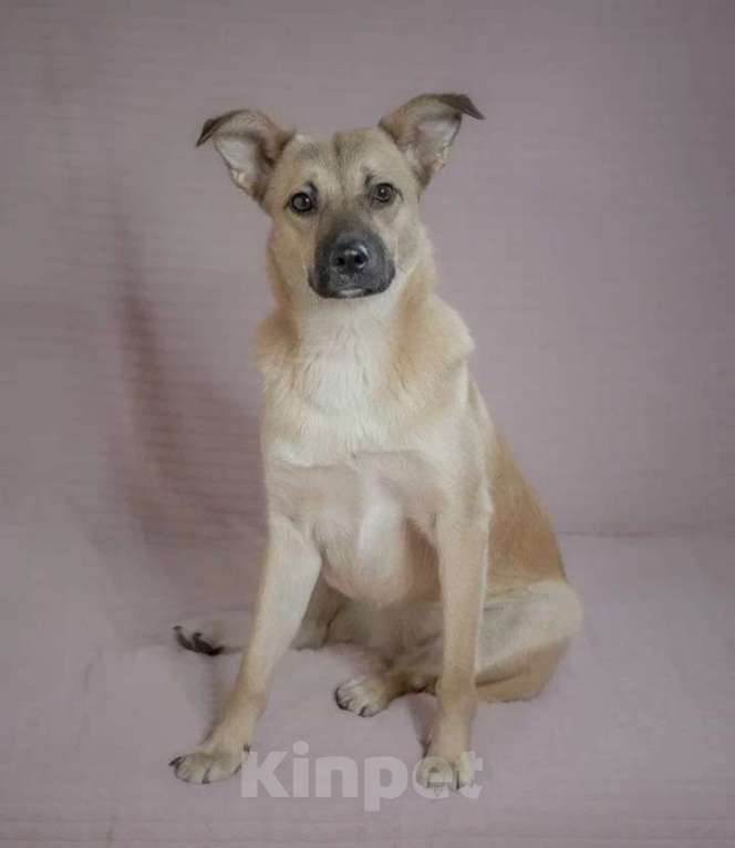 Собаки в Москве: Очаровательная собачка в добрые руки Девочка, Бесплатно - фото 1