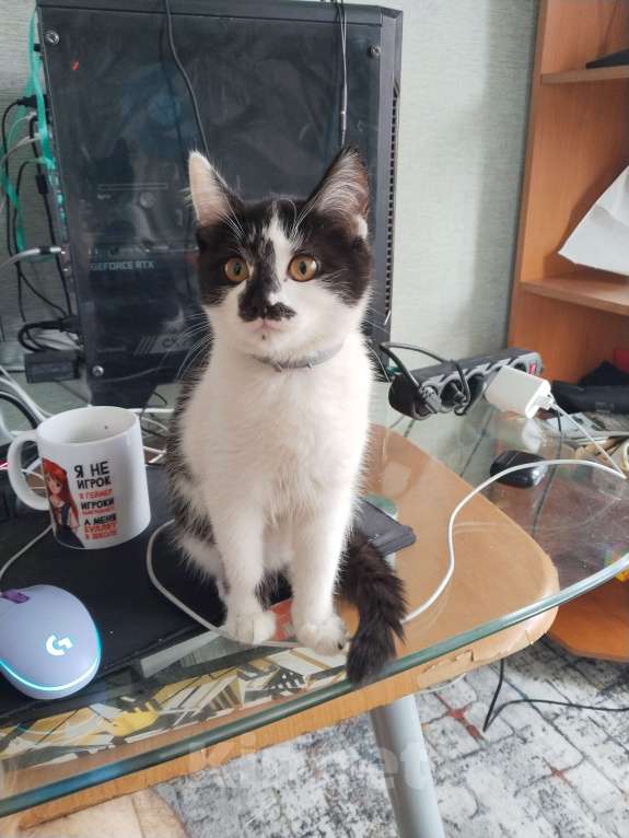 Кошки в Новокузнецке: Лилит Девочка, Бесплатно - фото 2