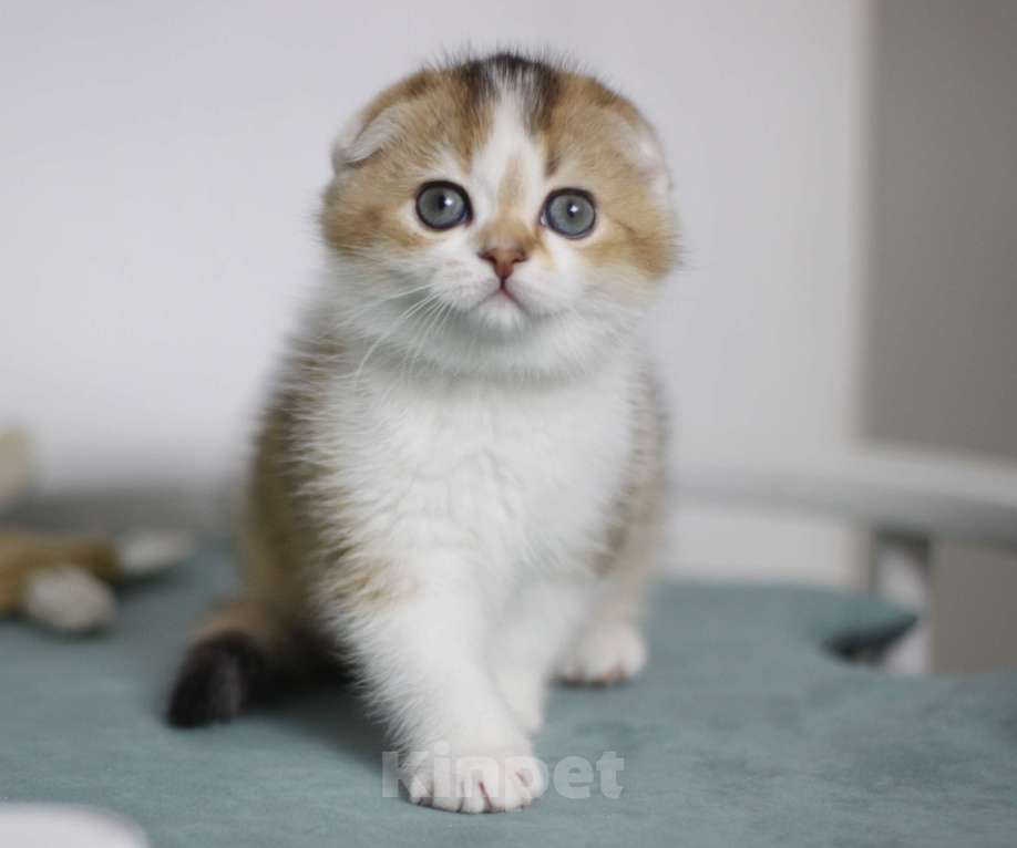 Кошки в Москве: Гахëн Девочка, 40 000 руб. - фото 3