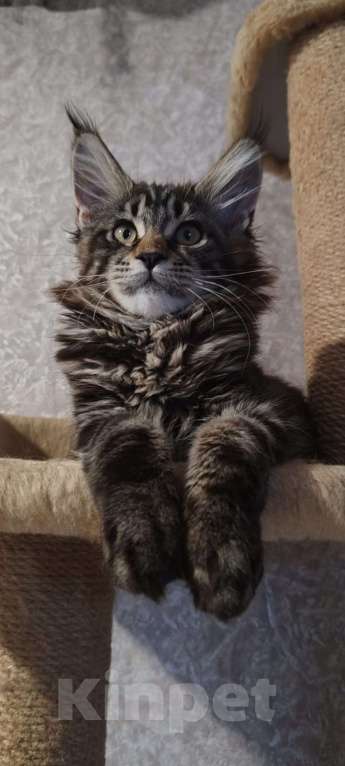 Кошки в Череповце: Чистопородный Мейн Кун Девочка, 30 000 руб. - фото 3