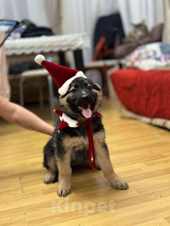 Собаки в других городах Московской области: Щенки Восточно европейской овчарки Девочка, Бесплатно - фото 7