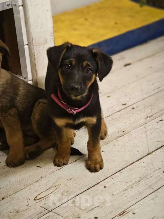 Собаки в Красногорске: Девочка Кира 2,5 месяца ждет родителей  Девочка, Бесплатно - фото 3
