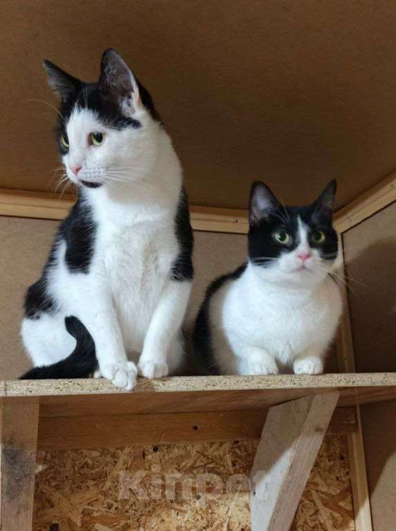 Кошки в Санкт-Петербурге: Взрослая кошечка и котик ищет семью Девочка, 10 руб. - фото 1