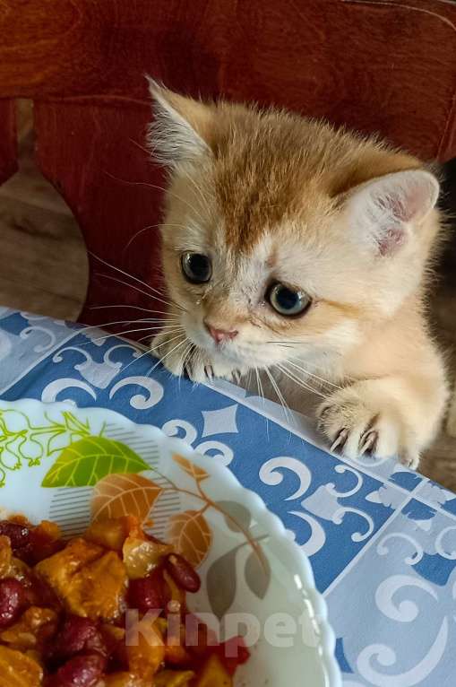 Кошки в Волгограде: Очаровательные золотые британцы Девочка, Бесплатно - фото 2