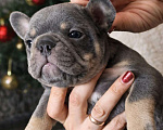 Собаки в Краснодаре: Французский бульдог Мальчик, 70 000 руб. - фото 4