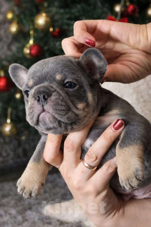 Собаки в Краснодаре: Французский бульдог Мальчик, 70 000 руб. - фото 4