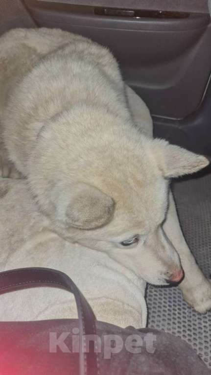 Собаки в Евпатории: Отдам в добрые руки Акита помесь с Хаски Мальчик, Бесплатно - фото 2