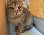 Кошки в Жуковском: Котенок из леса в поиске дома Девочка, Бесплатно - фото 2