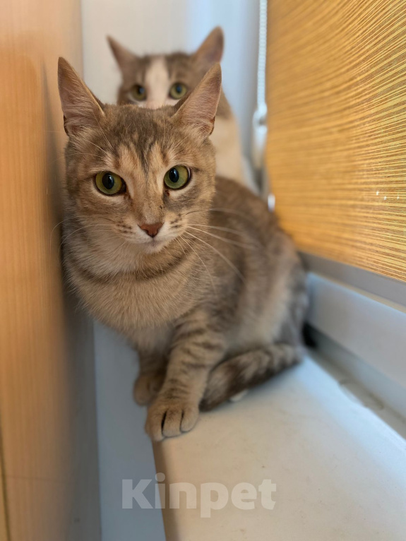 Кошки в Жуковском: Котенок из леса в поиске дома Девочка, Бесплатно - фото 2