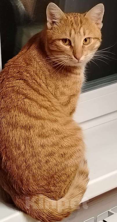 Кошки в других городах Московской области: Пропал котик Мальчик, 10 000 руб. - фото 1