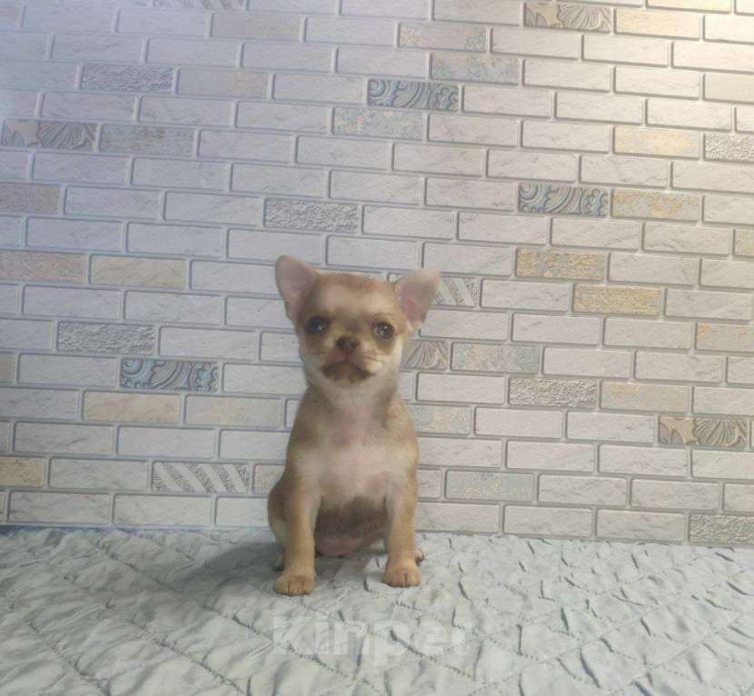 Собаки в Клине: Рапунцель ждет свою семью Девочка, 20 000 руб. - фото 2