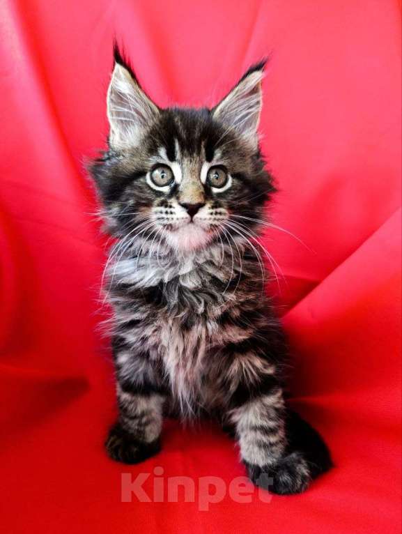 Кошки в Москве: Котята Мейн-кун Девочка, 75 000 руб. - фото 8