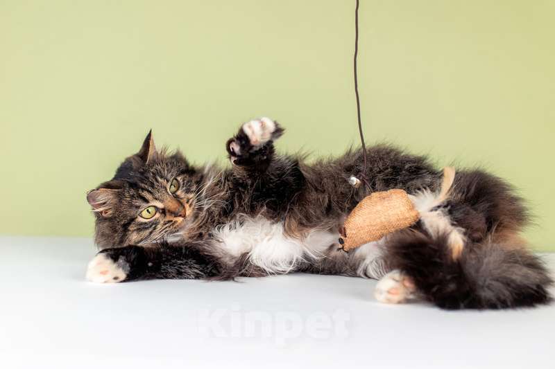 Кошки в Москве: Молодая сибирская кошка Фасолька в добрые руки Девочка, Бесплатно - фото 5