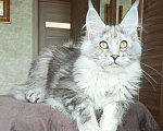 Кошки в Москве: Котенок породы мейн-кун  Девочка, 70 000 руб. - фото 1