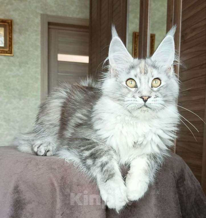 Кошки в Москве: Котенок породы мейн-кун  Девочка, 70 000 руб. - фото 1