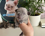 Собаки в Москве: Французский бульдог Мальчик, 110 000 руб. - фото 2