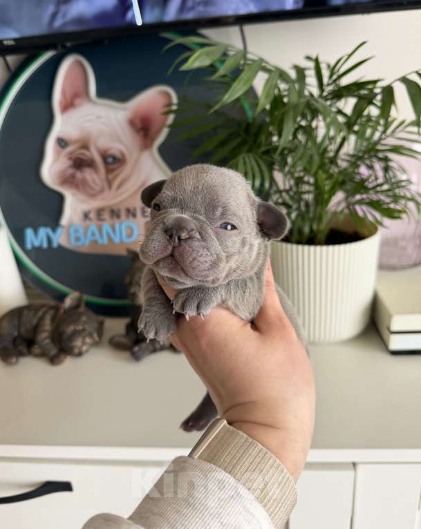 Собаки в Москве: Французский бульдог Мальчик, 110 000 руб. - фото 2