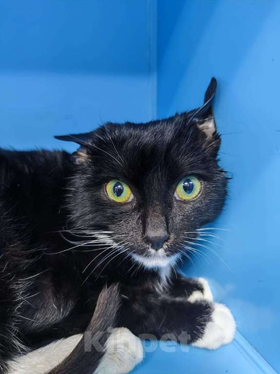 Кошки в Москве: Милаш, милый котенок в добрые руки Мальчик, Бесплатно - фото 3