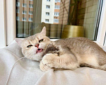 Кошки в Москве: Юная британская кошка Плюша в добрые руки Девочка, Бесплатно - фото 4