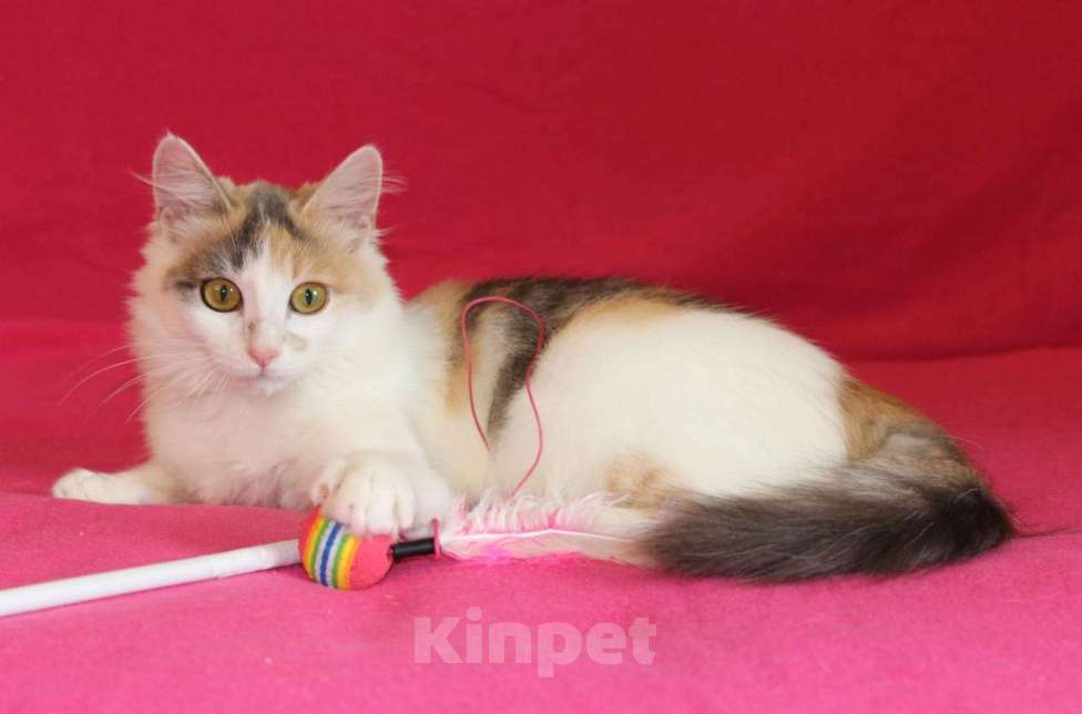 Кошки в Москве: Пушистый трехцветный котёнок Мила в добрые руки Девочка, 1 руб. - фото 7