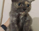 Кошки в Новохоперске: котенок девочка трехцветная черепахового окраса Девочка, 777 руб. - фото 1
