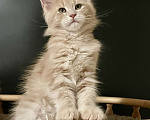 Кошки в Санкт-Петербурге: Котята Мейн Кун, 40 000 руб. - фото 4