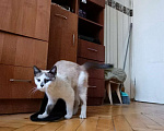 Кошки в Санкт-Петербурге: Сиамский котёнок  Девочка, 2 руб. - фото 2