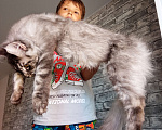 Кошки в Москве: Шикарный мальчишка  Мальчик, 60 000 руб. - фото 2