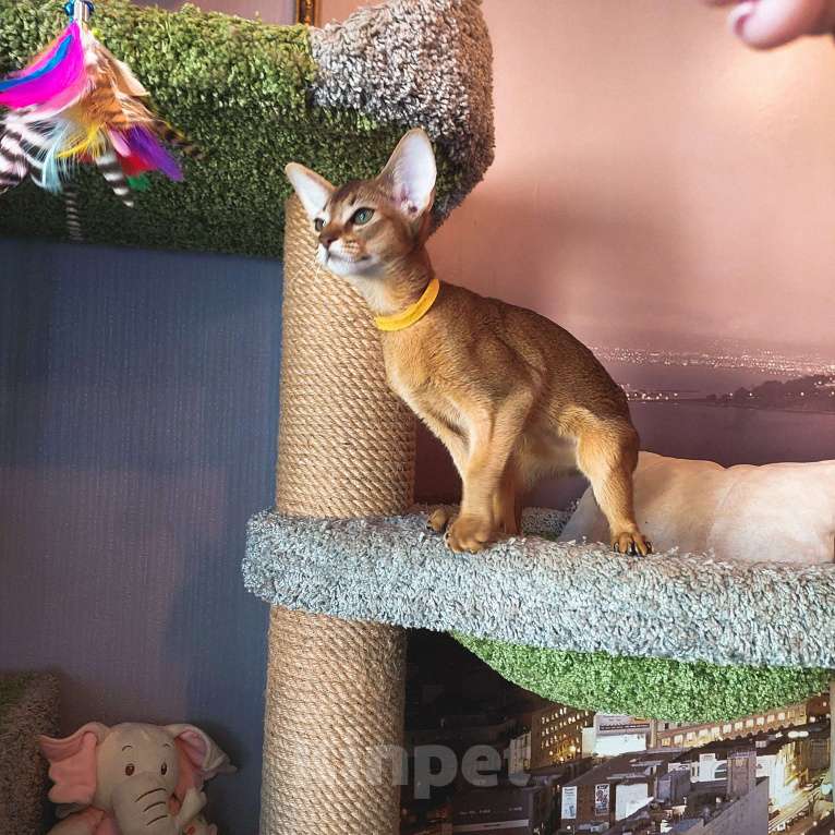 Кошки в Комсомольске-На-Амуре: Абиссинская кошка  Девочка, 35 000 руб. - фото 5