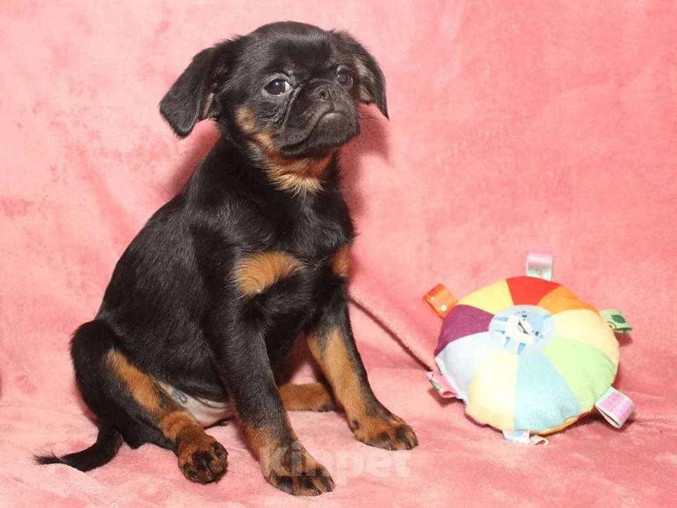 Собаки в Санкт-Петербурге: Очаровательный щенок  Девочка, 80 000 руб. - фото 7