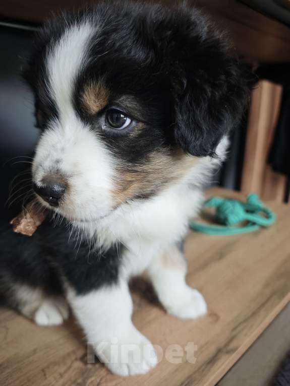 Собаки в Новокузнецке: Квини сука черный триколор Девочка, 70 000 руб. - фото 1