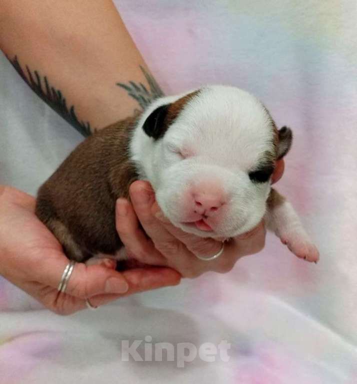 Собаки в Москве: Шикарный парень амстаффа  Мальчик, 80 000 руб. - фото 4
